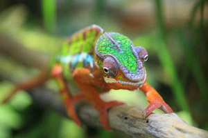 cameleon-3